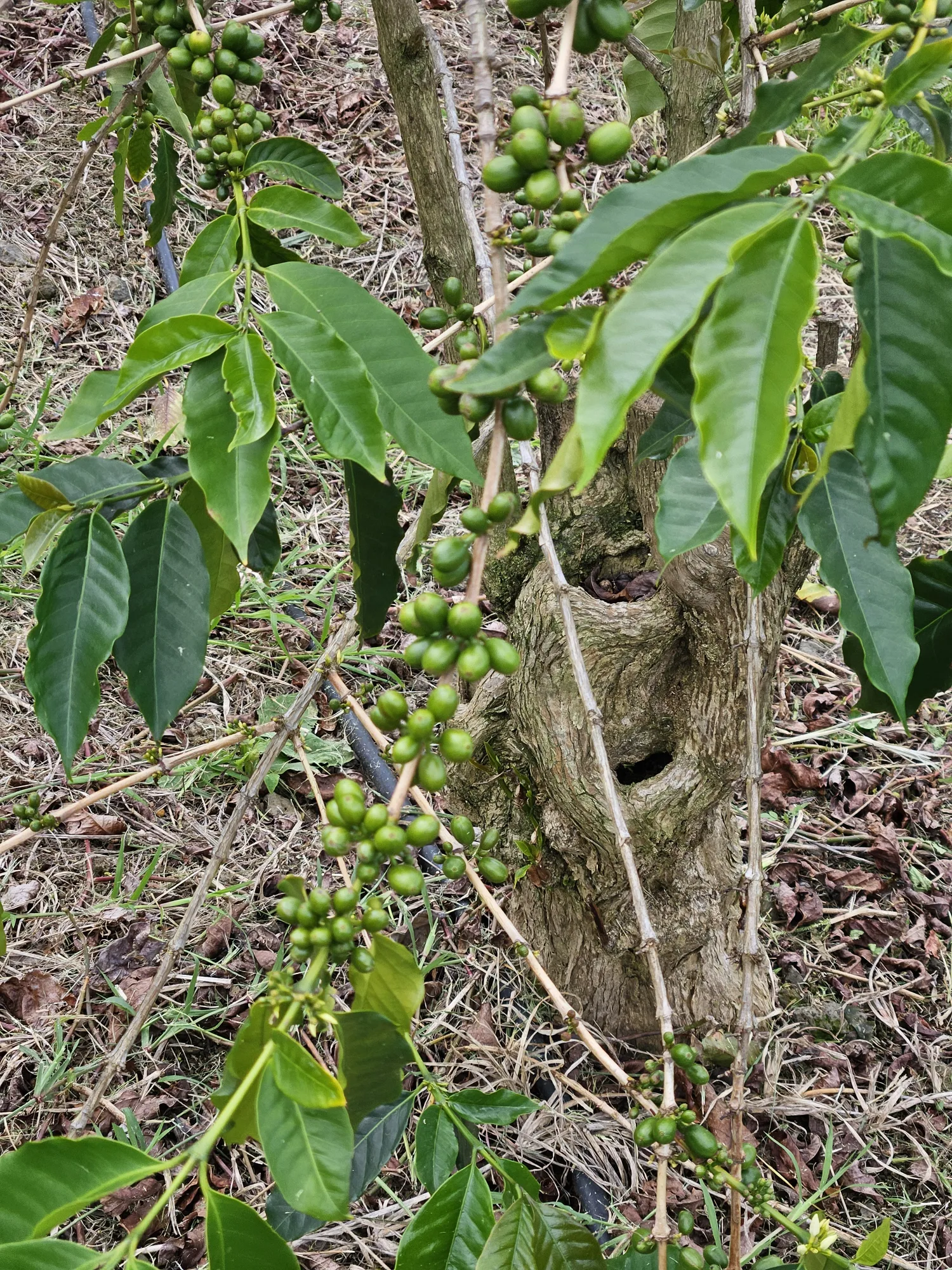 Coffee Plant on a Plantation, Hilo Hawaii