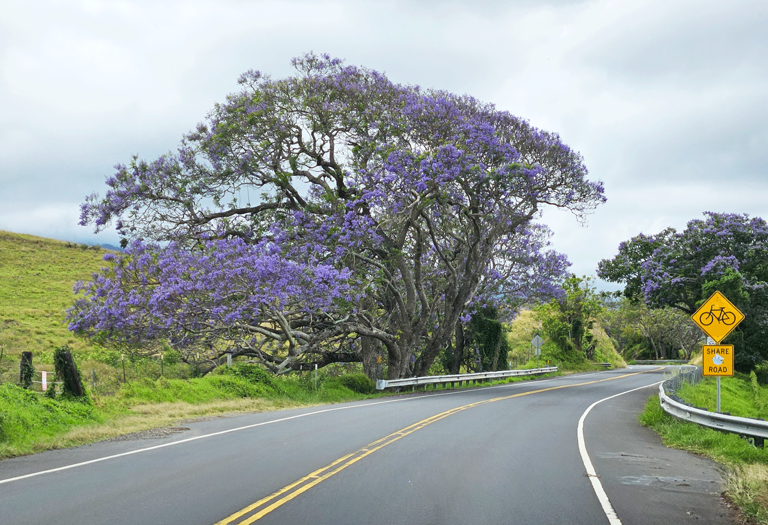 Blossoming tree in Maui, Hawaii