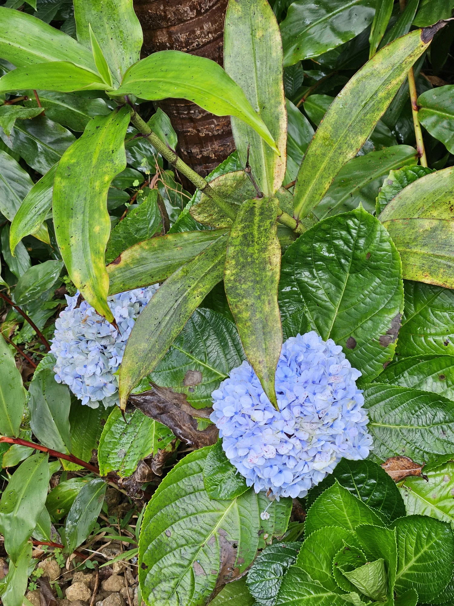 Flowers in Cloud Forest on Hilo, Hawaii