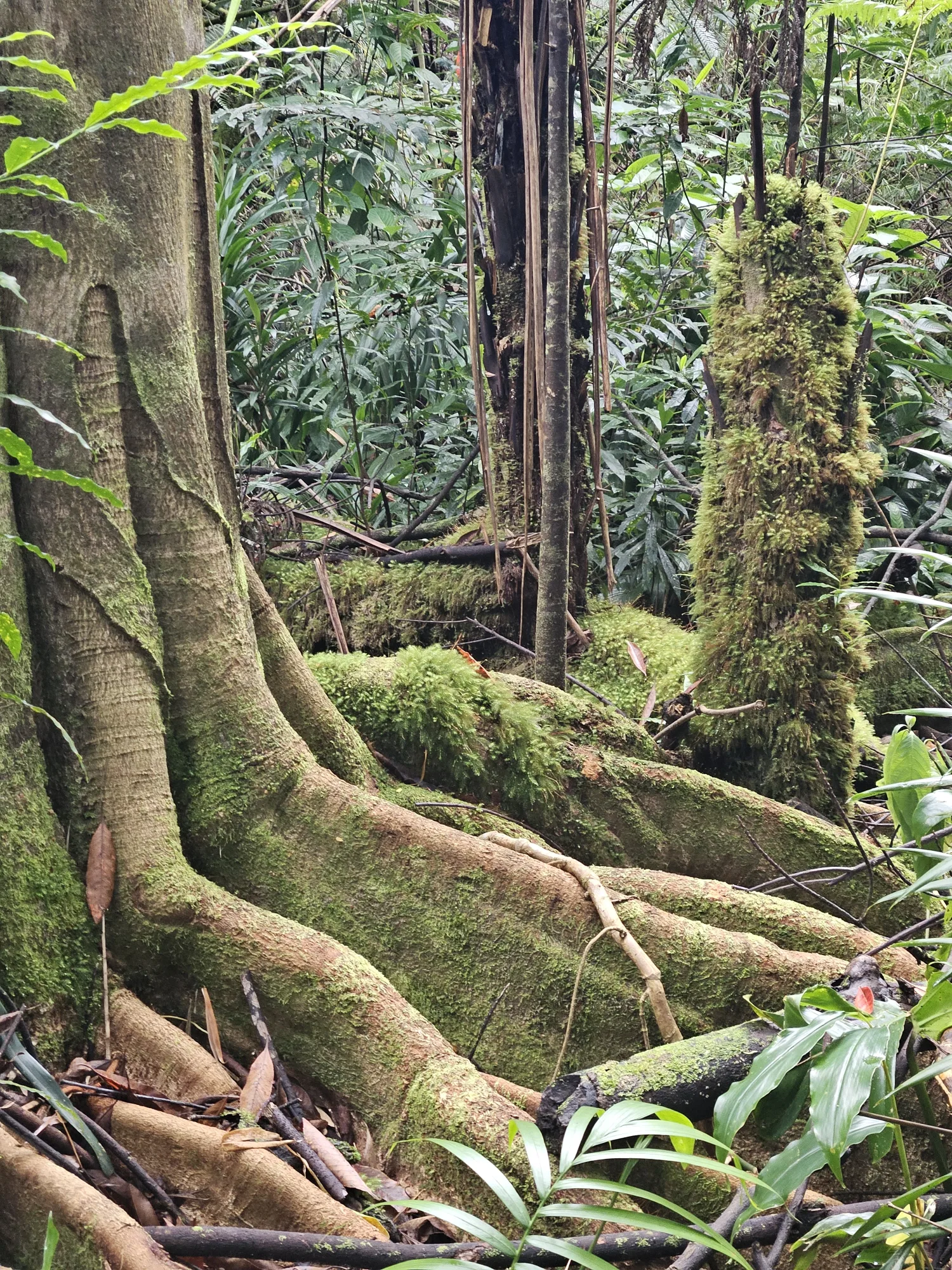 Tree Roots in Cloud Forest on Hilo, Hawaii