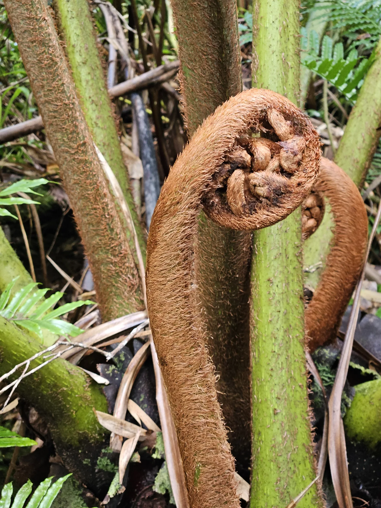 Fern in Cloud Forest on Hilo, Hawaii